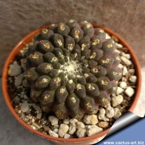 Eriosyce napina v. llanensis (Thelocephala), Llanos de Challe