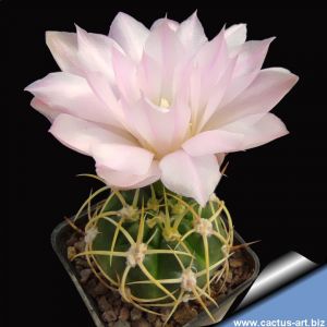 Gymnocalycium multiflorum KK2168 Cordoba, Argentina, 2200m