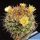 Mammillaria johnstonii SB432 San Carlos Bay, Sonora, Mexico