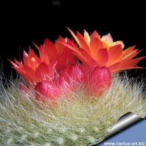 Notocactus haselbergi Rio Grande do Sul (Brasilicactus haselbergi)