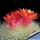 Notocactus haselbergi Rio Grande do Sul (Brasilicactus haselbergi)