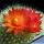 Notocactus haselbergi Rio Grande do Sul (Brasilicactus haselbergi)