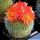 Notocactus haselbergi Rio Grande do Sul (Brasilicactus haselbergi)