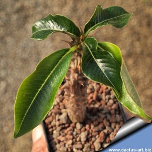 Pachypodium baronii (Madagascar)