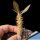Pachypodium baronii