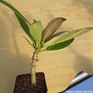Pachypodium baronii