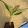 Pachypodium baronii