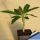 Pachypodium baronii