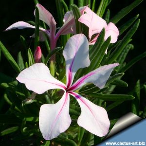 Pachypodium succulentum (seed grown with caudex) POT 10X10