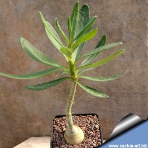 Pachypodium succulentum (seed grown with caudex) POT 10X10