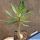Pachypodium succulentum