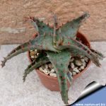 Aloe castillionae hybrid (mixed patterns)