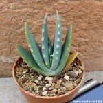 Aloe hybrid longistyla x humilis