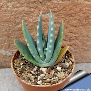 Aloe hybrid longistyla x humilis