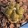 Cintia knizei (Cintia napina) KK1768 Nord Cinti, Otavi, Bolivia, 4000m