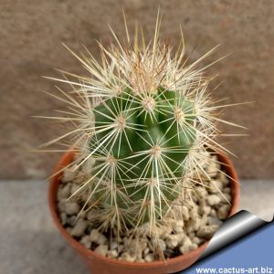 Echinocereus barthelowanus