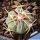 Echinocactus horizonthalonius La Ventura, SLP, Mexico.