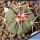 Echinocactus horizonthalonius La Ventura, SLP, Mexico.
