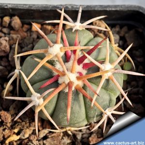 Echinocactus horizonthalonius La Ventura, SLP, Mexico.