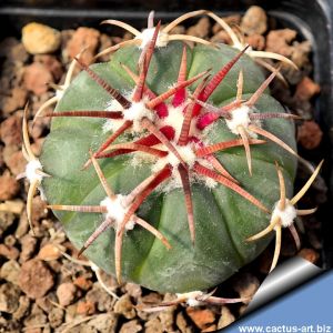 Echinocactus horizonthalonius La Ventura, SLP, Mexico.
