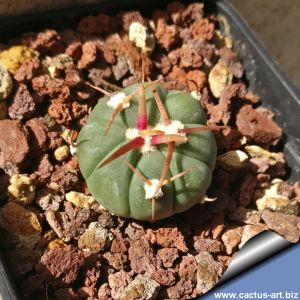 Echinocactus horizonthalonius La Ventura, SLP, Mexico.