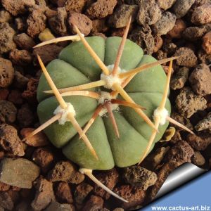 Echinocactus horizonthalonius La Ventura, SLP, Mexico.