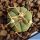 Echinocactus horizonthalonius La Ventura, SLP, Mexico.
