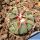 Echinocactus horizonthalonius La Ventura, SLP, Mexico.