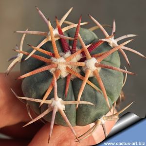 Echinocactus horizonthalonius La Ventura, SLP, Mexico.