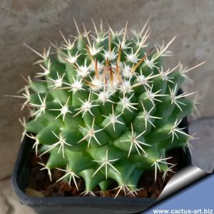 Mammillaria compressa SB221 Zimapan, Hidalgo, Mexico