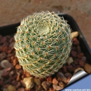Rebutia teresae KK1924 (Rebutia decrescens) Rio Caine, Mizque, Bolivia, 2200m
