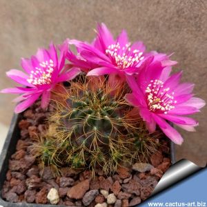 Sulcorebutia hertusii v. aureicapitata LH691 (Sulcorebutia crispata v. senilis) Zudanes, Sucre, Bolivia