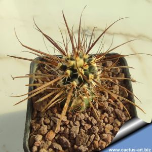 Toumeya papyracantha SB1914 West of Belen, New Mexico, USA