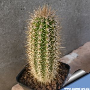 Armatocereus procerus JN1516 Nuevo Santiago de Jesus, Peru, 2629 m