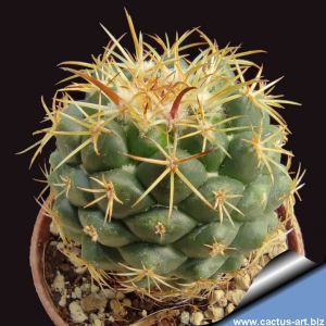 Coryphantha sp. forma monstruosa