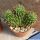 Lobivia hertrichiana f.  mostruosa cristata
