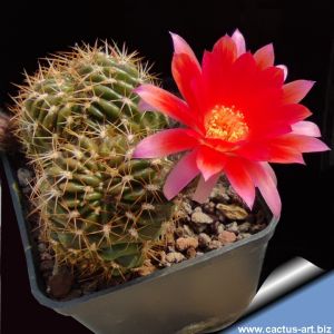 Lobivia hertrichiana f.  mostruosa cristata