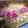 Mammillaria bombycina v. flavispina