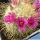 Mammillaria bombycina v. flavispina