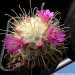 Mammillaria bombycina v. flavispina