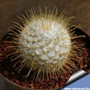 Mammillaria bombycina v. flavispina