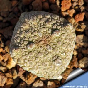 Pseudolithos cubiformis Ø ± 2 cm
