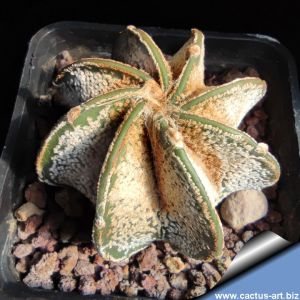 Astrophytum capricorne PP459 Parras, Coahuila, Mexico