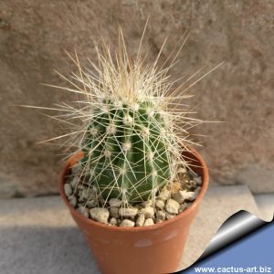 Echinocereus stramineus