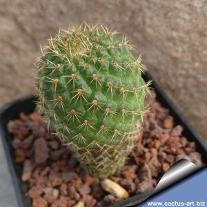 Rebutia fusca Coll. Krahn, WK324 (KR324)  Bolívia, Sama, dep. Tarija, Bolivia, 3300m
