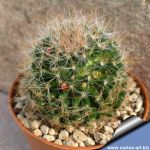 Mammillaria pygmaea