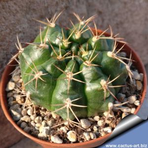 Gymnocalycium damsii (mixed forms)