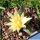 Ariocarpus trigonus v. horacekii Jaumave, Tam., Mexixo