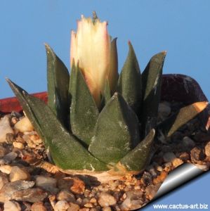 Ariocarpus trigonus v. horacekii Jaumave, Tam., Mexixo