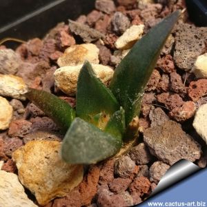 Ariocarpus trigonus v. horacekii Jaumave, Tamaulipas, Mexico
